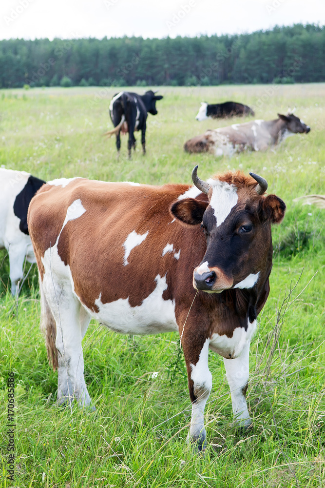 Brown and white ox with horns on a summer pasture