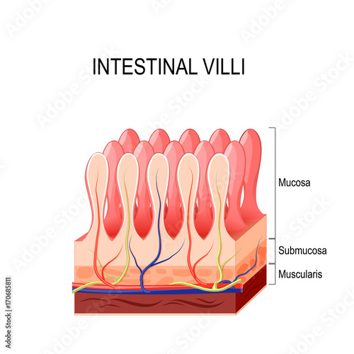 Intestinal villi