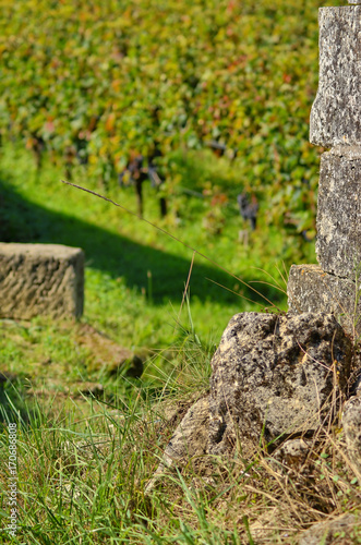 Saint-Émilion, vignoble, Gironde, France