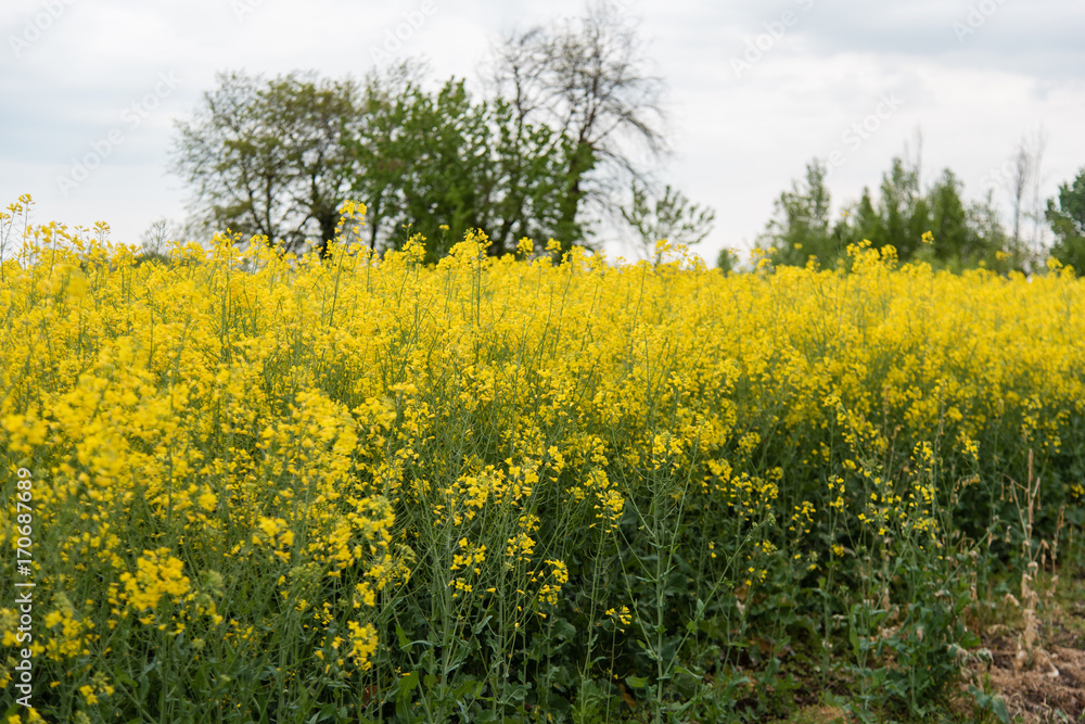 Fields of rapeseed oil