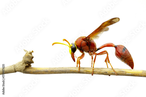 Image of potter wasp (Delta sp, Eumeninae) on dry branches on white background. Insect Animal photo