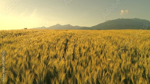 SLOW MOTION CLOSE UP: Golden wheat field swinging in light summer breeze on gorgeous sunny evening in Slovenia. Yellow wheat field under mountain swaying in the wind in beautiful countryside at dawn