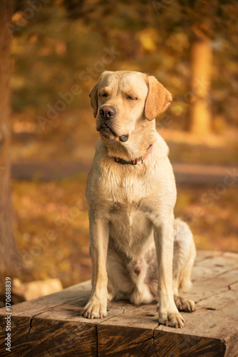 Labrador Retriever dog in the park