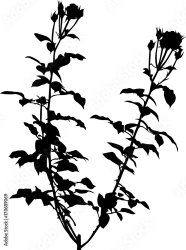 black rose bush with two stems