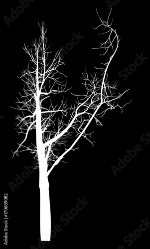 white bare tree with large branch silhouette on black