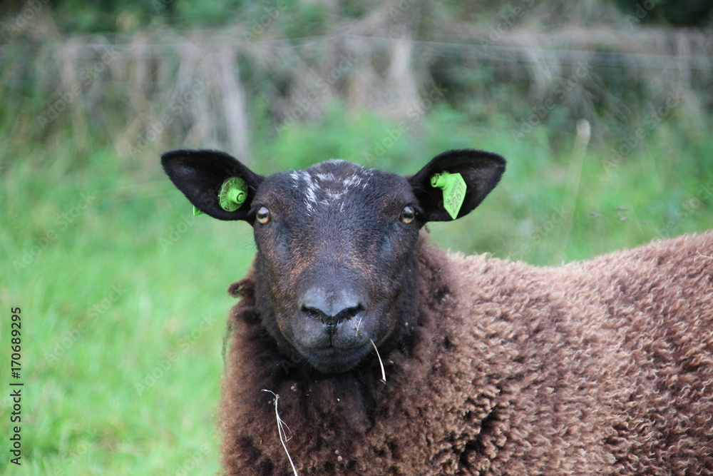 Black sheep looking into camera Black sheep looking into camera