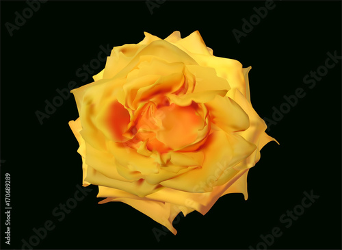 isolated on black bright yellow rose bloom