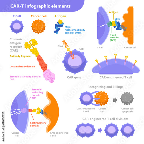 CAR-T cell immunotherapy for cancer treatment. Vector infographic elements with T cell, cancer cell, antigen with the process. Medical illustration in flat design isolated on the white background