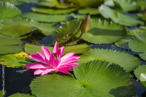 lotus flower in pond at marina bay front  Singapore