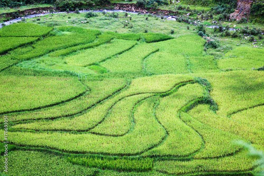 close up on bright green rice field, Sa Pa, Vietnam close up on bright green rice field, Sa Pa, Vietnam