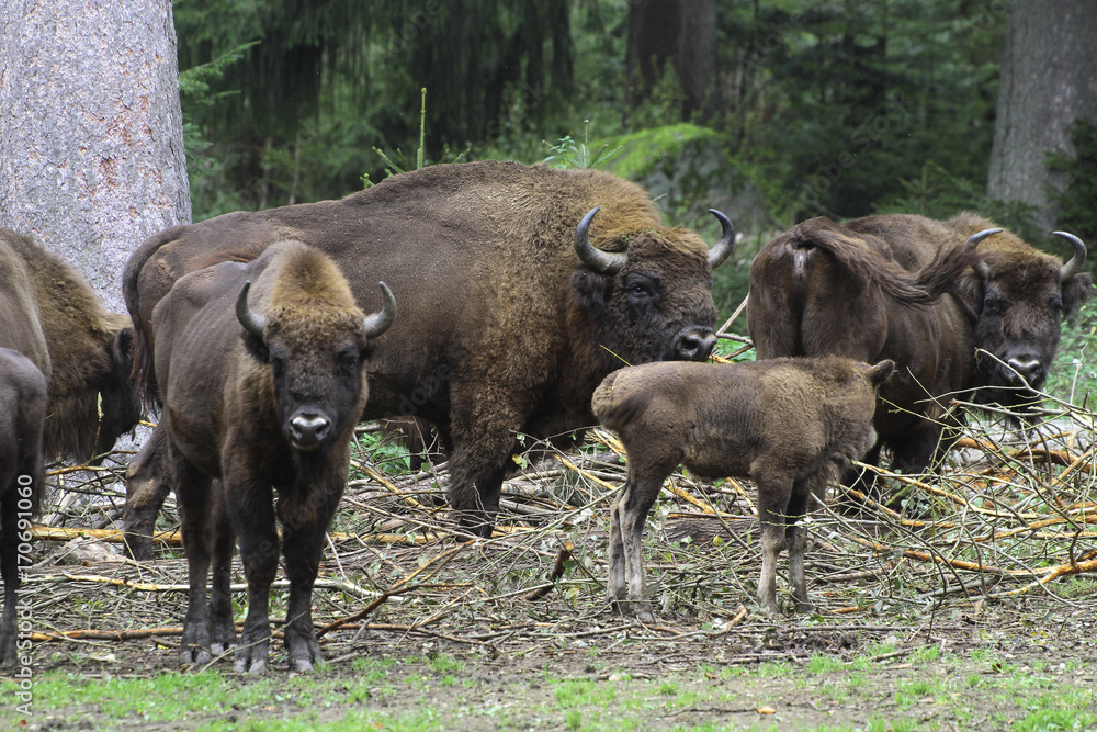 Wisent oder Europäische Bison (Bos bonasus) Herde