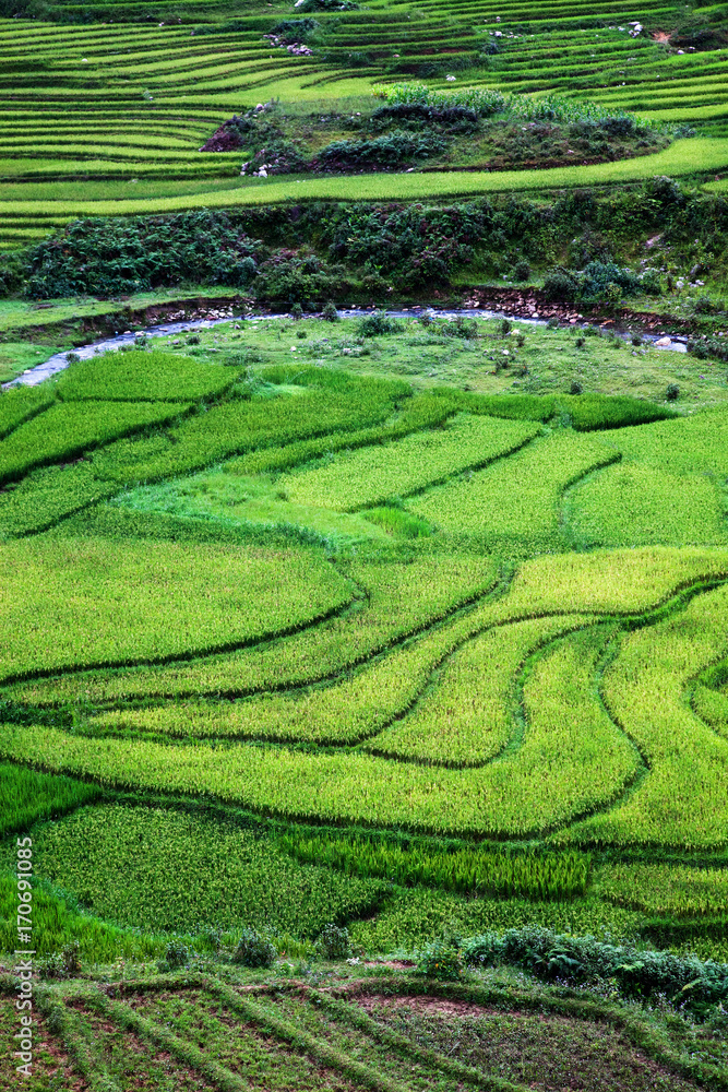 close up on bright green rice field, Sa Pa, Vietnam