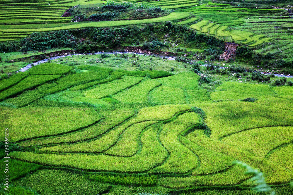 close up on bright green rice field, Sa Pa, Vietnam close up on bright green rice field, Sa Pa, Vietnam