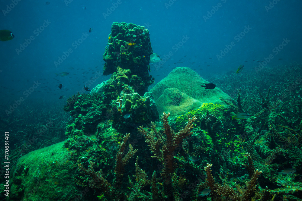 Fototapeta premium Coral reer