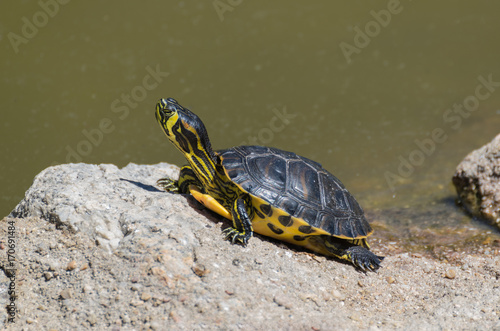 Little turtle on the edge of a lake in a sunny day