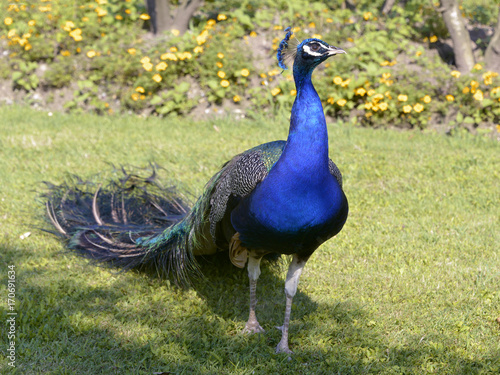 Closeup male Indian Peafowl (Pavo cristatus) standing on grass and seen from the front