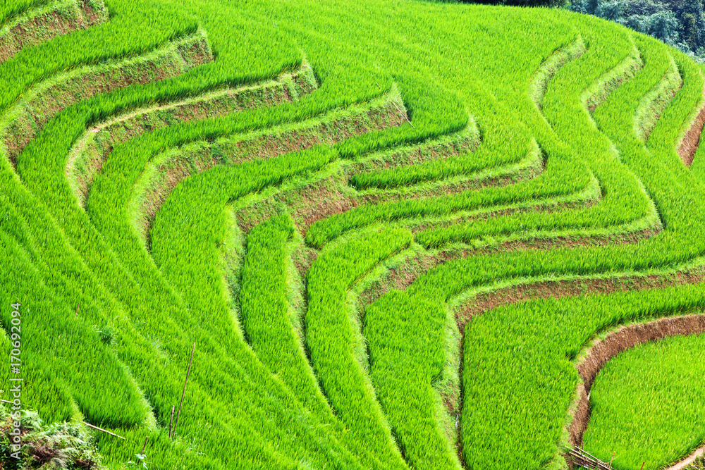 close up on bright green rice field, Sa Pa, Vietnam