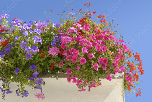 Fototapeta Naklejka Na Ścianę i Meble -  Flowering red and blue petunias on blue sky background
