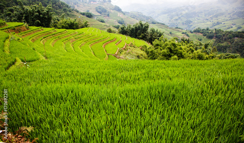terraced green rice fields around Sa Pa, Vietnam
