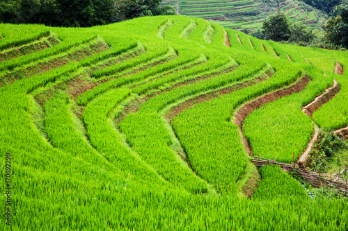 close up on bright green rice field, Sa Pa, Vietnam