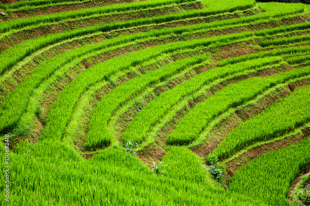 close up on bright green rice field, Sa Pa, Vietnam