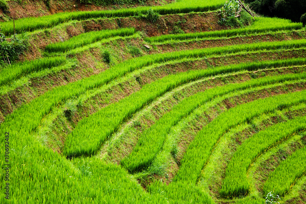 close up on bright green rice field, Sa Pa, Vietnam