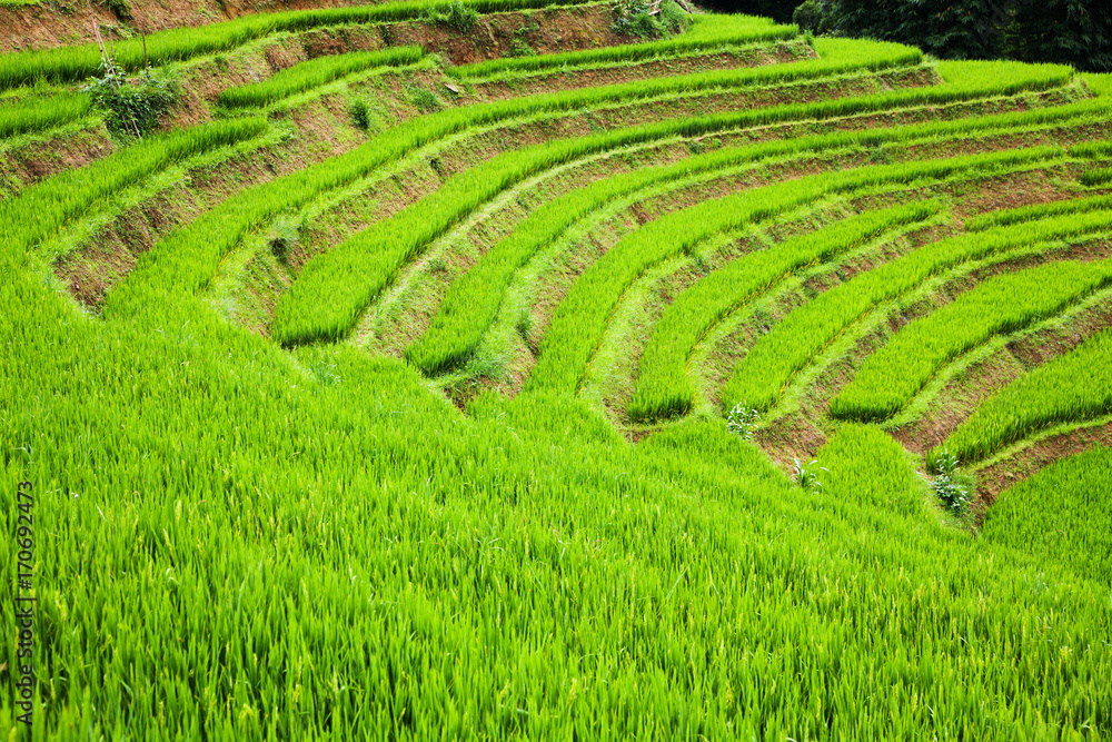 close up on bright green rice field, Sa Pa, Vietnam