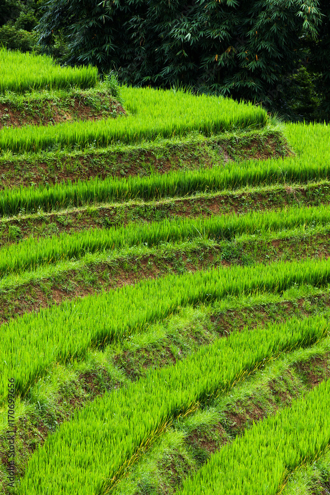 close up on bright green rice field, Sa Pa, Vietnam