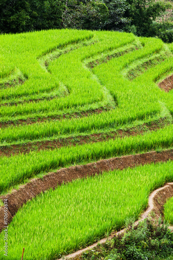 close up on bright green rice field, Sa Pa, Vietnam close up on bright green rice field, Sa Pa, Vietnam