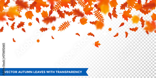 Autumn falling leaves pattern autumanl leaf fall on vector transparent background