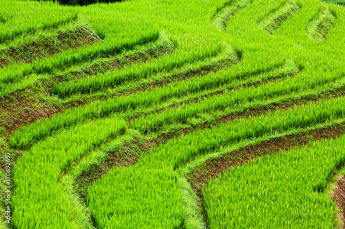 close up on bright green rice field  Sa Pa  Vietnam