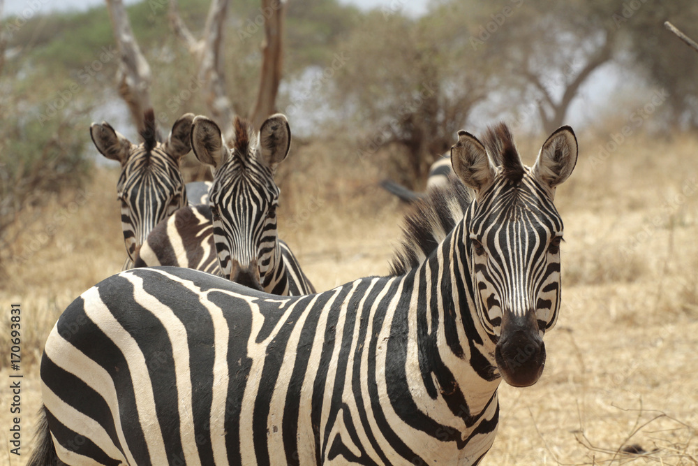 Fototapeta premium Steppenzebras (Equus quagga) von vorne, Masai Mara, Kenia, Ostafrika