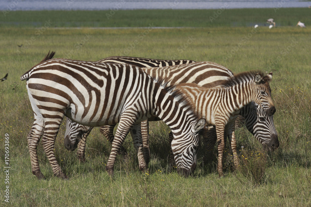 Naklejka premium Steppenzebras (Equus quagga) mit Jungtier, Masai Mara, Kenia, Ostafrika