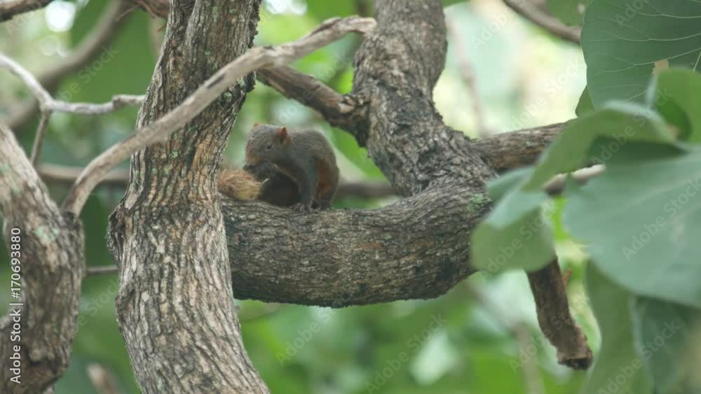 a squirrel is eating food on the tree branch and run away quickly a squirrel is eating food on the tree branch and run away quickly