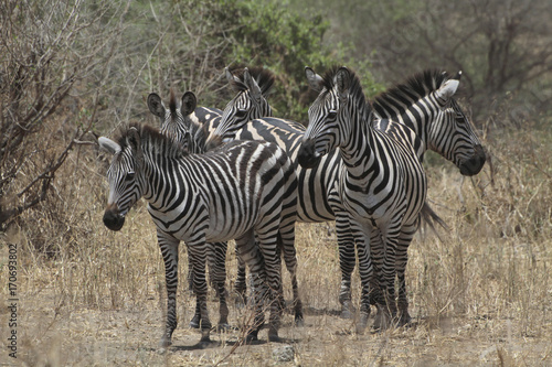 Steppenzebras (Equus quagga) Gruppe, Masai Mara, Kenia, Ostafrika