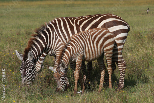 Steppenzebra  Equus quagga  mit Jungtier  Masai Mara  Kenia  Ostafrika