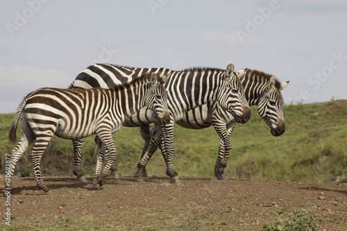 Steppenzebras  Equus quagga  mit Jungtier  Masai Mara  Kenia  Ostafrika