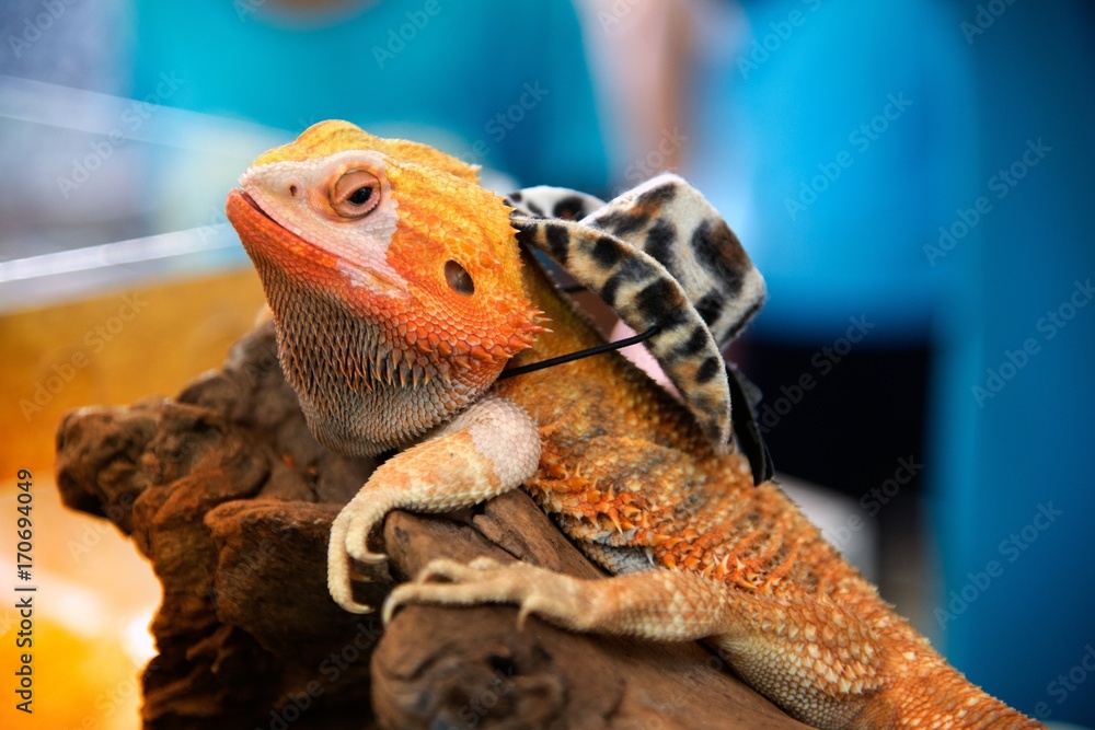 Naklejka premium Close-up portrait of a male Lizard iguana (Iguana iguana) with hat.