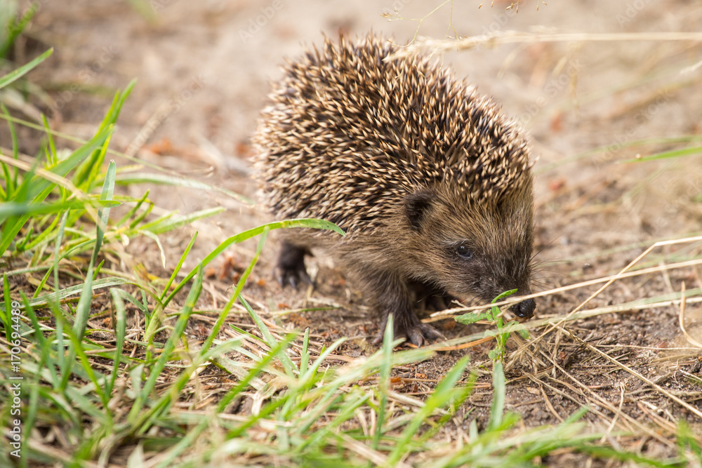 Little cute hedgehog on the nature in the grass Little cute hedgehog on the nature in the grass