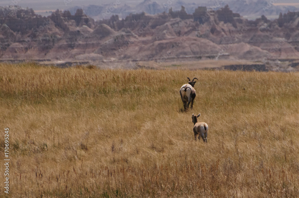 Fototapeta premium Sig Horn Sheep