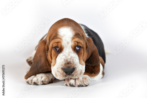 Basset hound puppy portrait on a white background