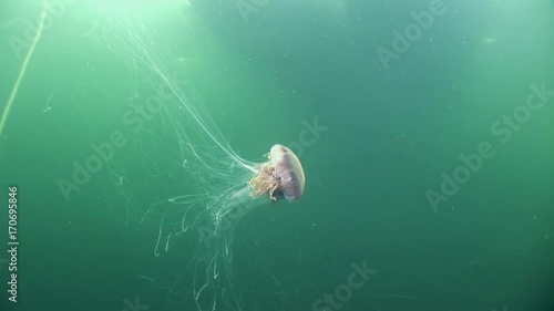 Medusa jellyfish underwater on green background of White Sea.Unique interesting video close up. Predators of marine life in clean clear pure and transparent water in search of food. photo