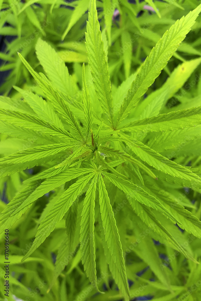 Leaves of Hemp (Cannabis sativa) Leaves of Hemp (Cannabis sativa)