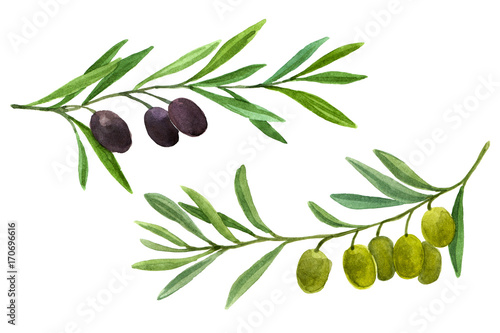 Two olive branch with berries