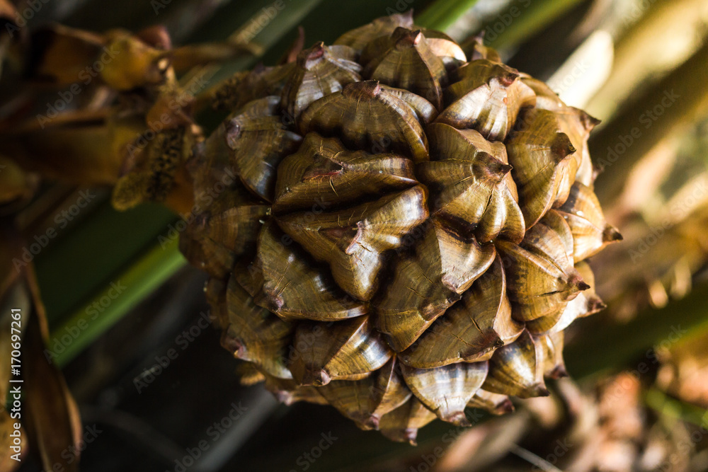 Nypa palm fruit in Thailand, close up seed on nature. Nypa palm fruit in Thailand, close up seed on nature.