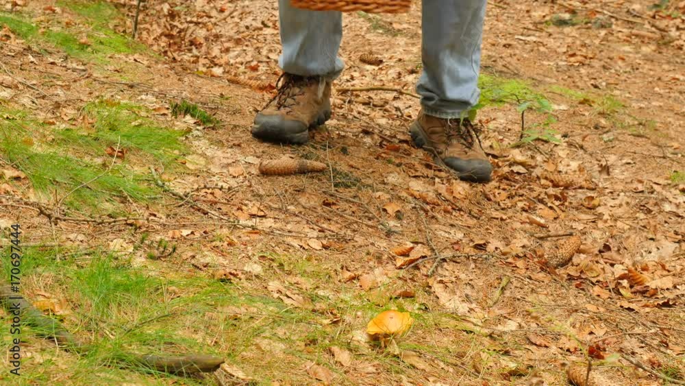 Man searching mushroom in fall forest. Man in blue jens and wicker basket walk through forest and find brown cap mushroom. Hand cut off mushroom by pocket knife and placing it carefully into basket. Man searching mushroom in fall forest. Man in blue jens and wicker basket walk through forest and find brown cap mushroom. Hand cut off mushroom by pocket knife and placing it carefully into basket.