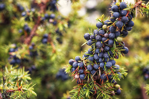 Juniper, Juniperus communis, Lüneburg Heath, Germany photo