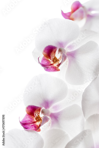 weiße Orchideenblüten
