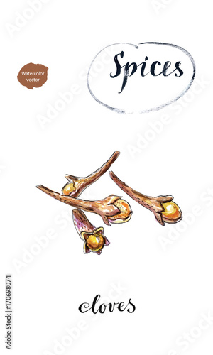 Watercolor dry cloves, carnation, spices