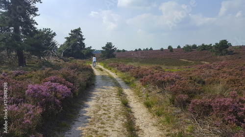 Track through heathland in Sallandse Heuvelrug National Park, Overijssel, Netherlands